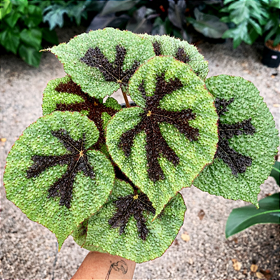 BEGÔNIA CRUZ DE FERRO (Begonia masoniana) - Pote 11