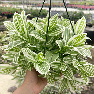 LAMBARI VARIEGATA (Tradescantia fluminensis 'variegata') - Cuia 21
