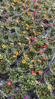 PORTULACA CORES (Portulaca oleracea) - Pote 11