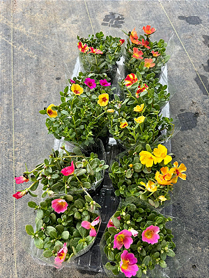 PORTULACA (Portulaca oleracea) - Pote 11