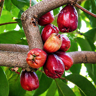 JAMBO ROXO (Syzygium malaccense) - Muda com até 80 cm