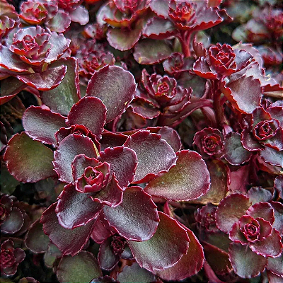 Sedum Spurium 'Voodoo' - Pote 9