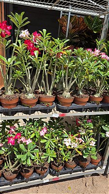 ROSA DO DESERTO FLOR SINGELA (Adenium obesum) - Pote 15