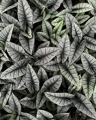 ALOCASIA PLATINA (Platinum) - Pote 12