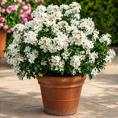 FLOCOS DE NEVE (Wrightia antidysenterica) - Pote 15