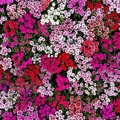 CRAVINA (Dianthus chinensis)