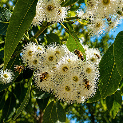EUCALIPTO TORELLIANA (Eucalyptus (Corymbia) torelliana) - Muda com até 30 cm