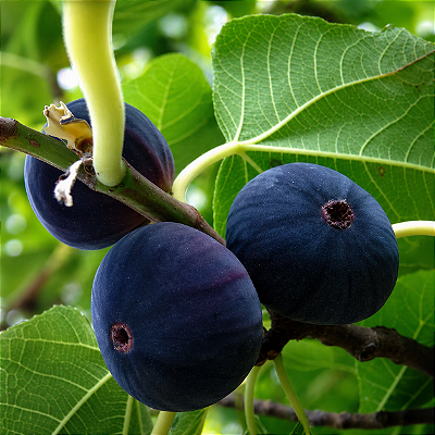 FIGO NEGRO ou NEGRITO DO ALTO (Fícus Carica L) - Muda Clonada com até 1 metro