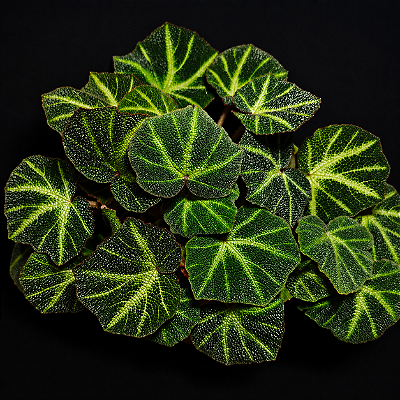 BEGÔNIA BARRIGA DE SAPO (Begonia soli mutata) - Pote 15