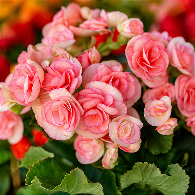 BEGÔNIA FLOR (Elatior) - Pote 15