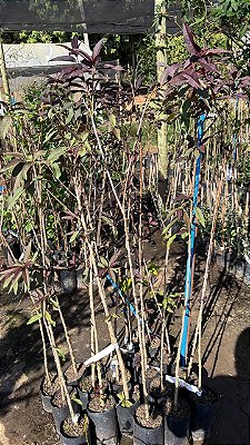 PÊSSEGO DE FOLHA ROXA (Prunus persica "nigra") - Muda Enxertada com até 1,20m