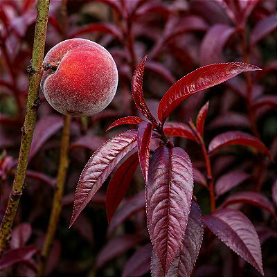 PÊSSEGO DE FOLHA ROXA (Prunus persica "nigra") - Muda Enxertada com até 1,20m