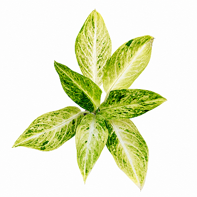 Aglaonema Sundrop - Pote 12