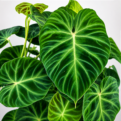 Philodendron verrucosum - Pote 17