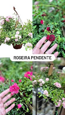 ROSA PENDENTE (Rosa hybrida) - Pote 20