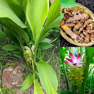 AÇAFRÃO DA TERRA ou CÚRCUMA (Curcuma longa) - Muda com até 40 cm