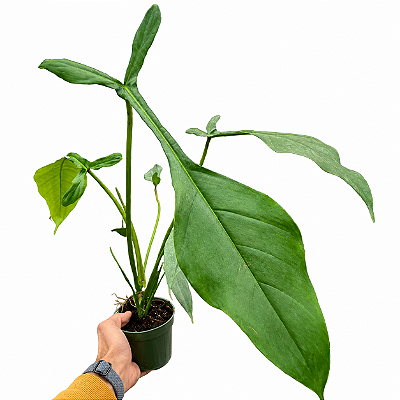Philodendron x joepii - Pote 15