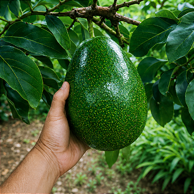 ABACATE BREDA (Persea amaericana) - Muda Enxertada com até 1 metro