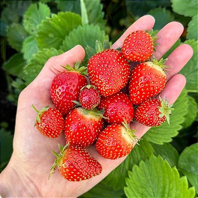 MORANGO GRANDE (Fragaria × ananassa) - Pote 15