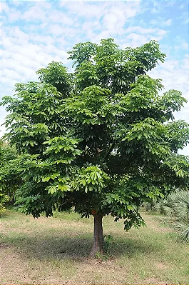 CASTANHA DO MARANHÃO ou MONGUBA (Pachira aquatica) - Muda com até 1 metro