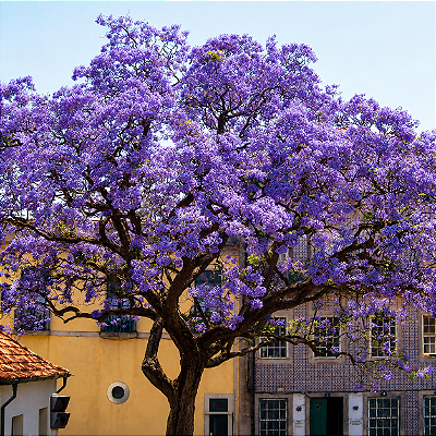 KIRI JAPONÊS (Paulownia tomentosa) - Muda com até 1 metro