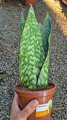 COROA DINAMARQUESA ou Sansevieria (sp.) - Pote 15