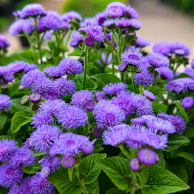 AGERATUM (Ageratum houstonianum) - CAIXA COM 8 MUDAS