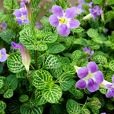 ASSISTÁCIA RENDA (Asystasia gangetica var. 'Variegata Reticulada')