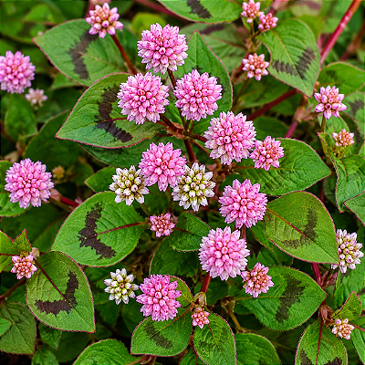 TAPETE INGLÊS (Polygonum capitatum)