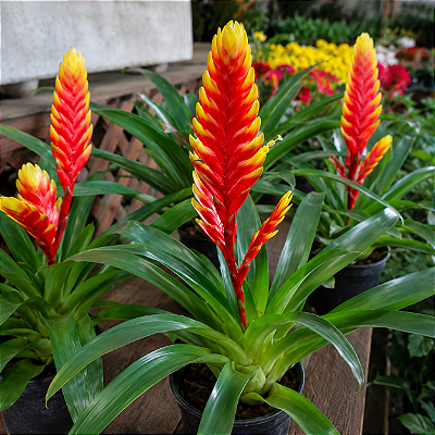 VRIESEA AMARELA FOGO (Vriesea carinata) - Pote 15