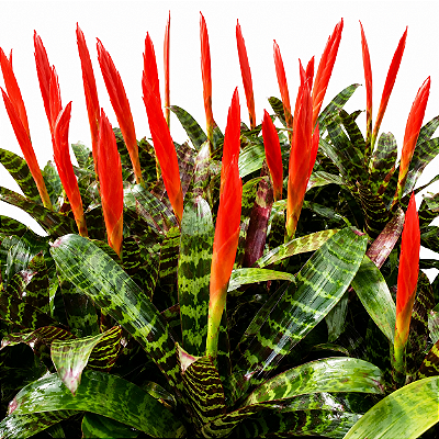 ESPADA DE FOGO (Vriesea splendens) - Pote 15