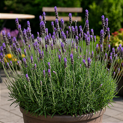 LAVANDA (Lavandula dentata)