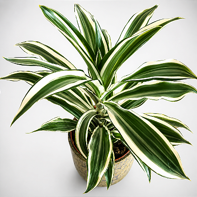 BAMBU DA SORTE VARIEGATA BRANCO (Dracena sanderiana variegata) - Pote 17