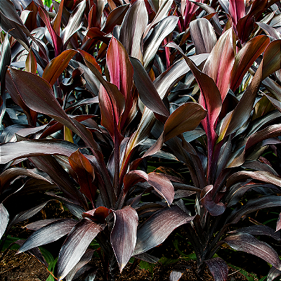 DRACENA CHOCOLATE ou MARROM (Cordyline fruticosa) - Muda com
