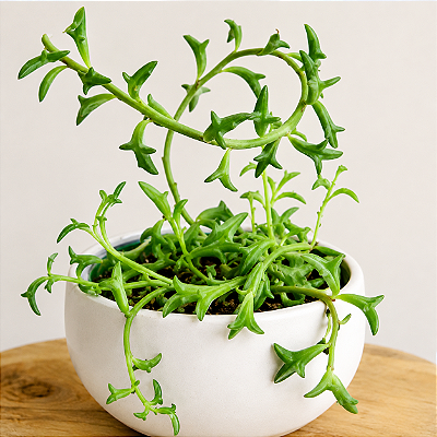 COLAR DE GOLFINHO (Senecio peregrinus) - Cuia 13