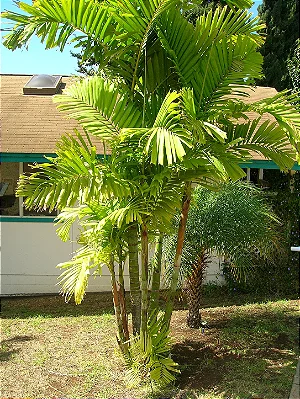PALMEIRA DE MACARTHUR (Ptychosperma macarthurii) - Muda com até 1,50m