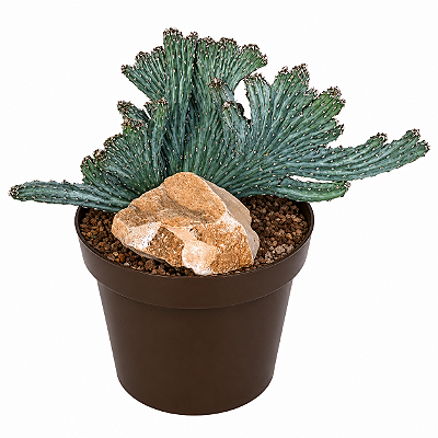 CACTO RABO DE SEREIA AZUL (Monvillea Spegazzinii Cristata) - Pote 11