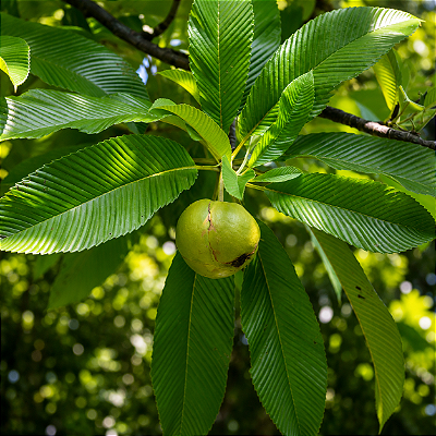 MAÇÃ DE ELEFANTE (Dillenia indica) - Muda com até 1,20m