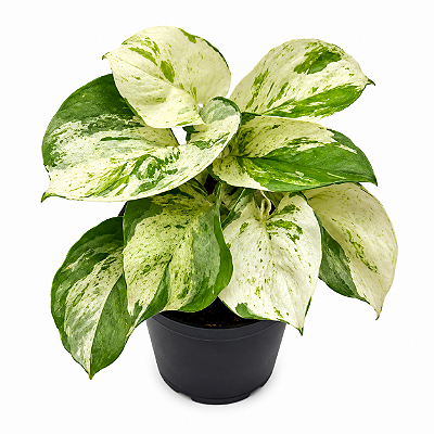 JIBÓIA MANJULA (Epipremnum aureum 'Manjula') - Pote 11