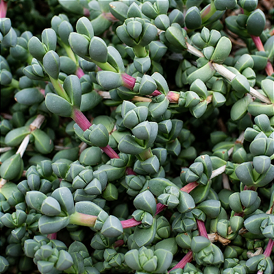 CORAÇÃO PARTIDO (Corpuscularia lehmannii) - Pote 6