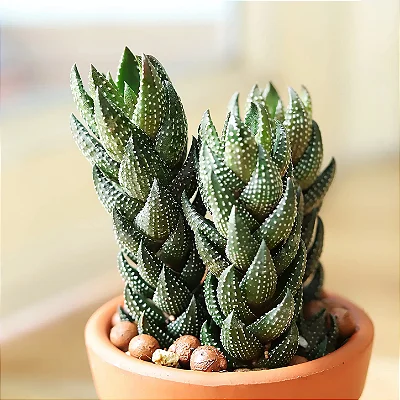 Haworthia pumila - Pote 6