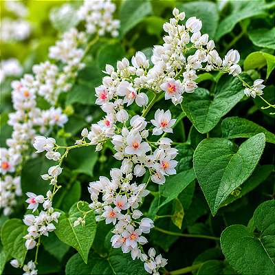AMOR AGARRADINHO BRANCO (Antigonon leptopus 'Alba') - Muda com até 60 cm