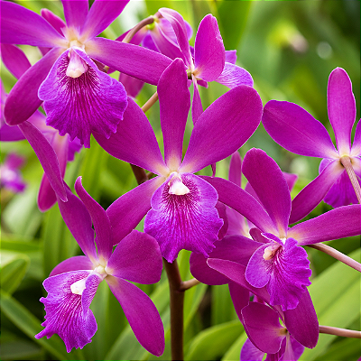 ORQUÍDEA Epicattleya Yucatan Magenta ou Rosa - Pote 12
