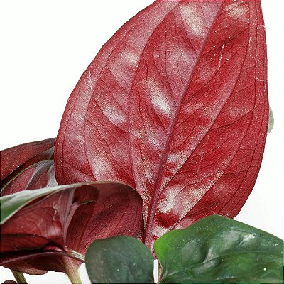 SINGÔNIO VERMELHO (Syngonium "Red Arrow" erythrophyllum) - Pote 11