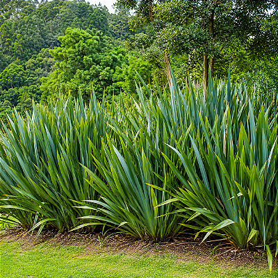 FÓRMIO VERDE (Phormium tenax) - Muda com até 1 metro