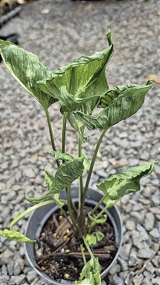Syngonium podophyllum 'Godzilla' - Pote 11 ou 12