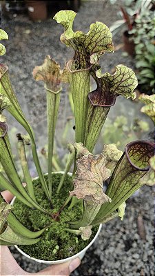 CARNÍVORA SARRACENIA - Pote 12