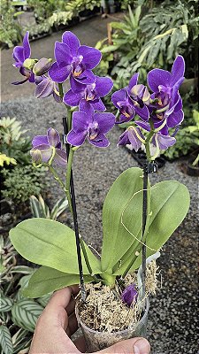 ORQUÍDEA VIOLETA AURORA - Phalaenopsis Mini - Pote 9