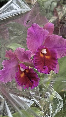 ORQUÍDEA CATTLEYA DE FLOR GRANDE (Cattleya) - Pote 15