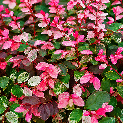MIL CORES VERMELHA (Breynia disticha) - Pote 17